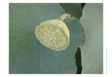 Lotus Detail VIII
