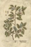 Vintage Foliage I