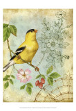 Songbird Sketchbook III