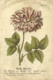 Vintage Rose