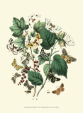 Garden Butterflies IV