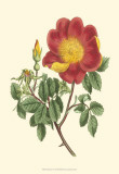 Vibrant Blooms IV