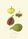 Figs