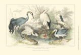 Herons  Egrets & Cranes