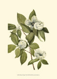 Delicate Foliage II