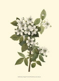 Delicate Foliage III