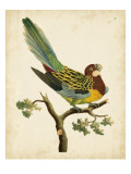 Nodder Tropical Bird II