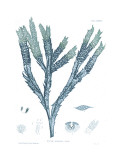 Nature Print in Aqua III