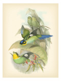 Gould Birds of the Tropics I