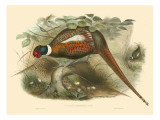 Gould Pheasants II