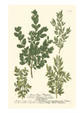 Weinmann Leaves II