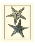 Antique Blue Starfish II