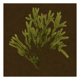 Dramatic Kelp I