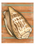 Shell on Stripes III