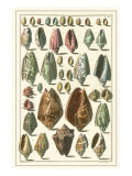 Seba Shell Collection I