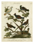 Ornithology II
