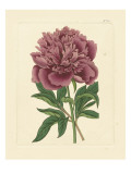 Eva's Garden I