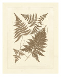 Sepia Ferns VI