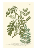 Weinmann Leaves I