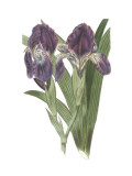 Iris Varieties II