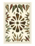 Seba Shell Collection II
