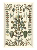 Seba Shell Collection IV
