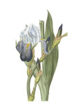 Iris Varieties V