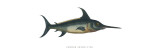 Common Sword-Fish