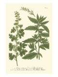 Weinmann Leaves III