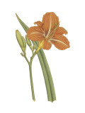 Lily Varieties I