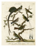 Ornithology I
