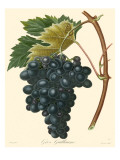 Bessa Grapes II