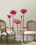 Red Agapanthus