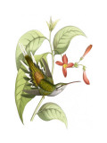 Delicate Hummingbird I
