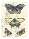 Butterfly Delight II