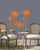 Orange Agapanthus