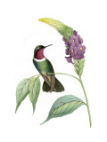 Delicate Hummingbird IV
