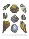 Conchology Collection I