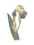 Iris Varieties IV