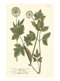 Weinmann Leaves IV