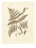Sepia Ferns I