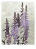 Non-Embellished Foxgloves I