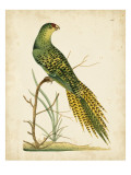Nodder Tropical Bird IV