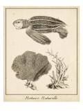 Sea Turtle Study II