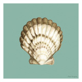Shell on Aqua III