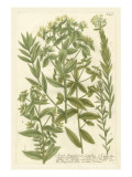 Weinmann's Garden V