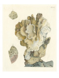 Antique Coral IV