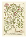 Weinmann's Garden I