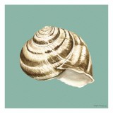 Shell on Aqua I