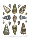 Conchology Collection IV